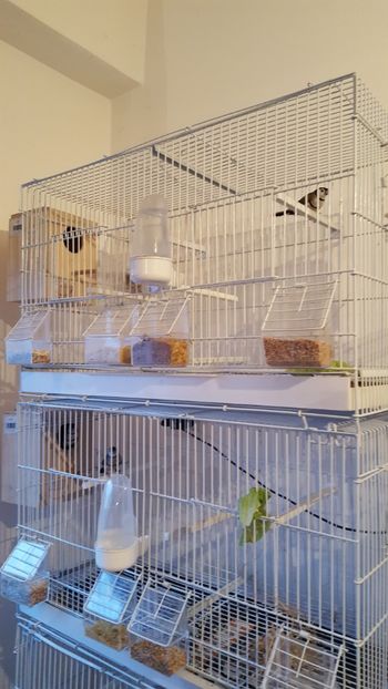  - Cinteze bufnita - owl finch