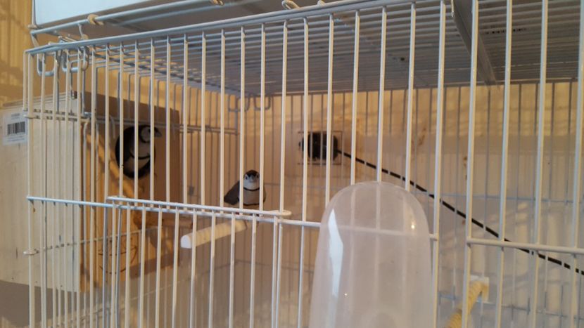  - Cinteze bufnita - owl finch