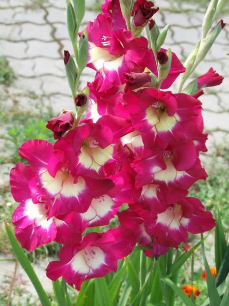 2014_gladiole_57 - 2014_08_Gladiole
