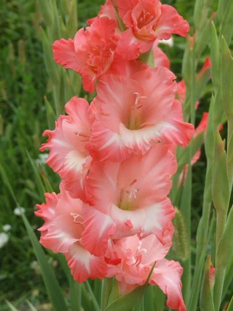 2014_gladiole_59 - 2014_08_Gladiole