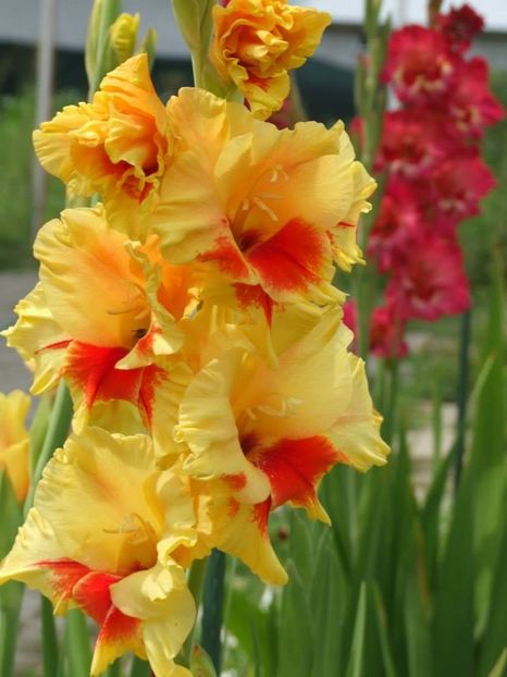 2014_gladiole_60 - 2014_08_Gladiole