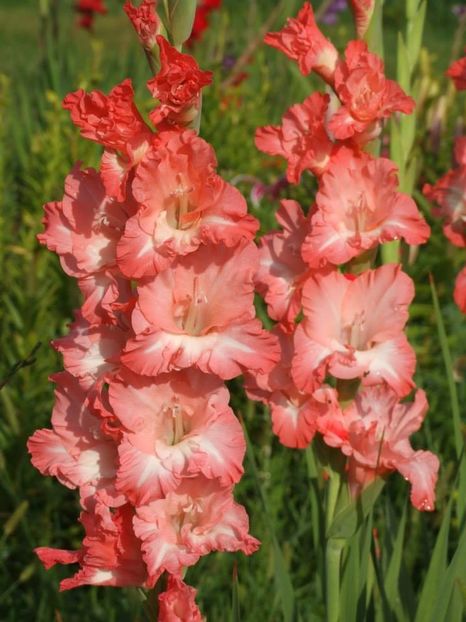 2014_gladiole_67 - 2014_08_Gladiole