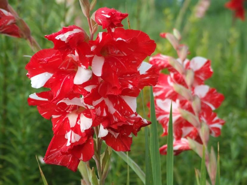 2014_gladiole_71 - 2014_08_Gladiole