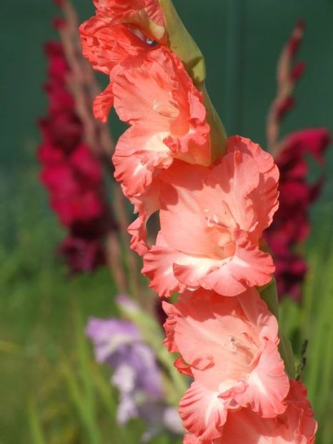2014_gladiole_74 - 2014_08_Gladiole