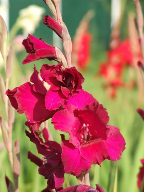 2014_gladiole_76 - 2014_08_Gladiole