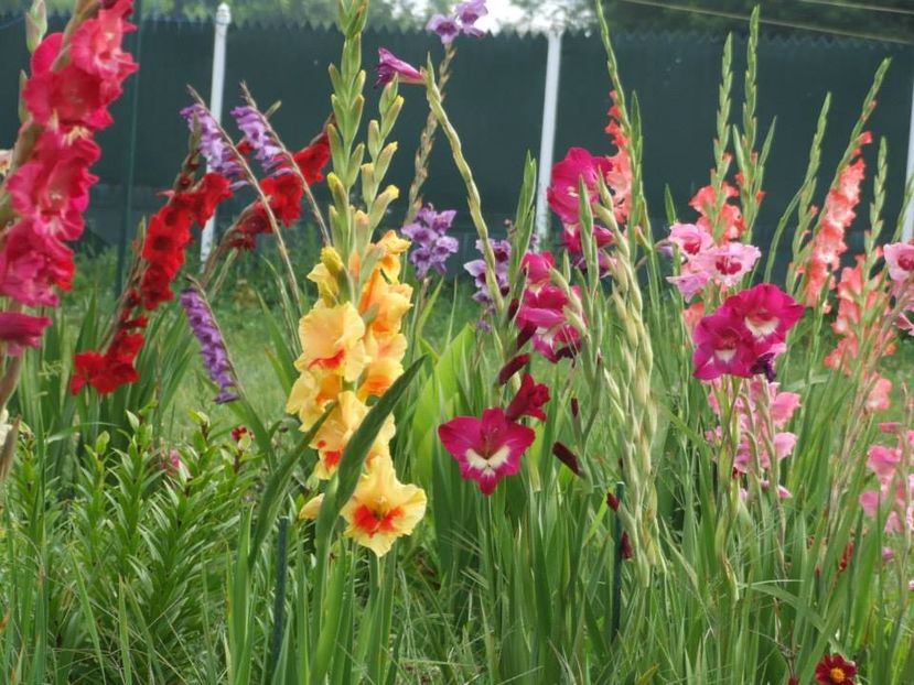 2014_gladiole_79 - 2014_08_Gladiole