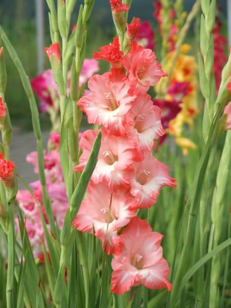 2014_gladiole_80 - 2014_08_Gladiole