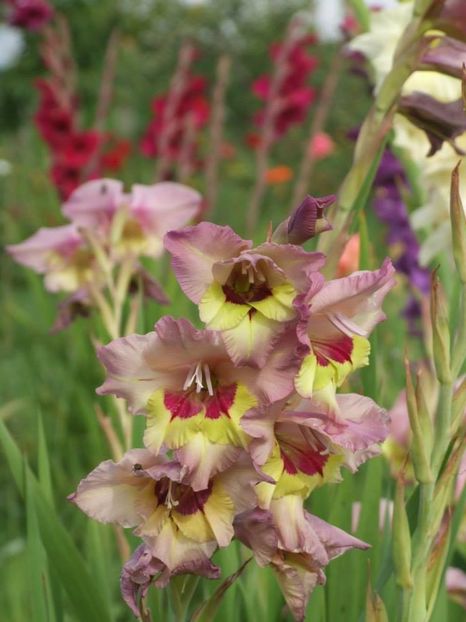 2014_gladiole_84 - 2014_08_Gladiole