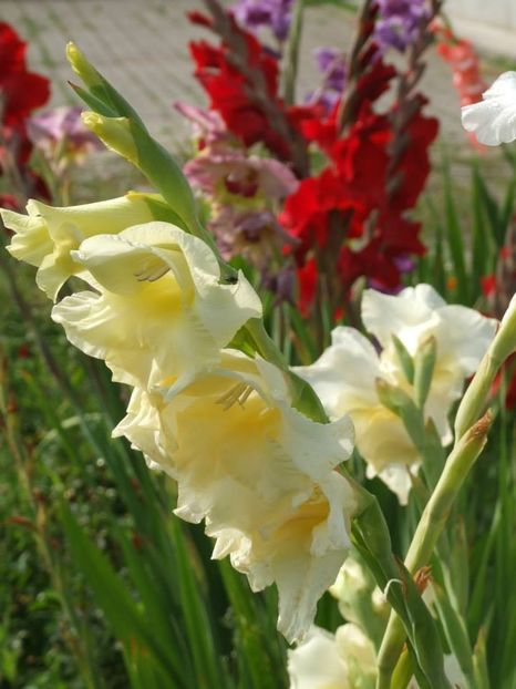 2014_gladiole_86 - 2014_08_Gladiole