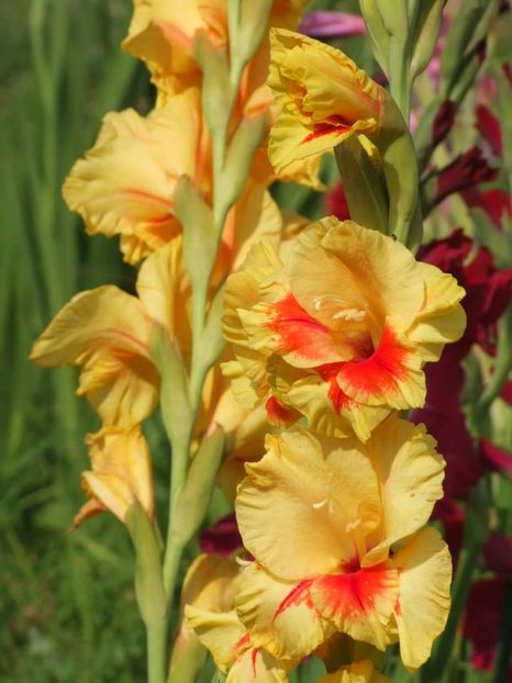 2014_gladiole_87 - 2014_08_Gladiole