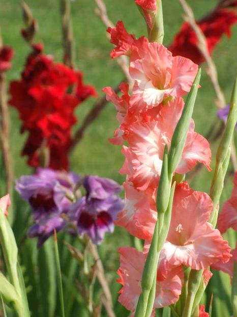 2014_gladiole_91 - 2014_08_Gladiole