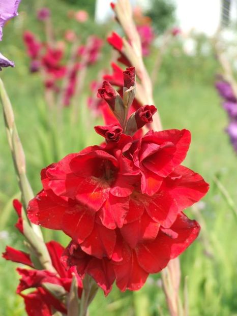 2014_gladiole_93 - 2014_08_Gladiole
