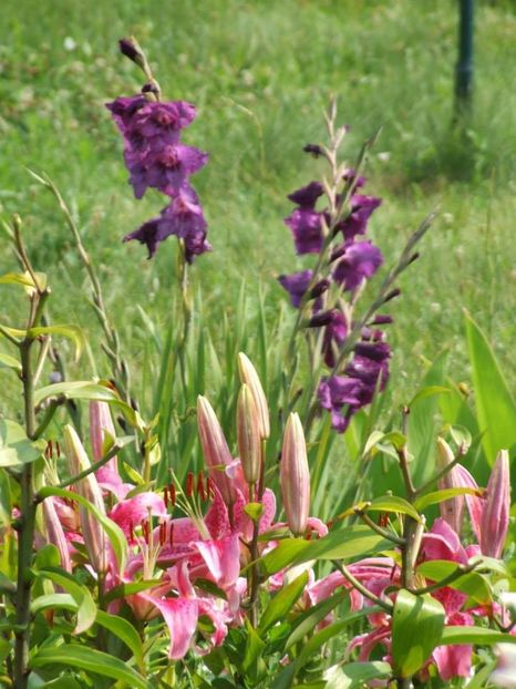 2014_gladiole_95 - 2014_08_Gladiole