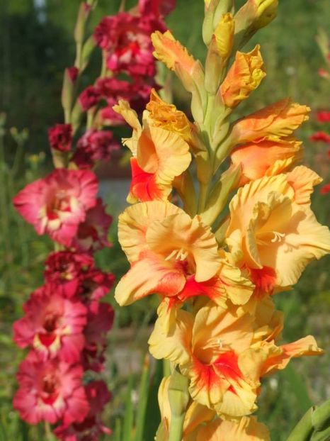 2014_gladiole_98 - 2014_08_Gladiole