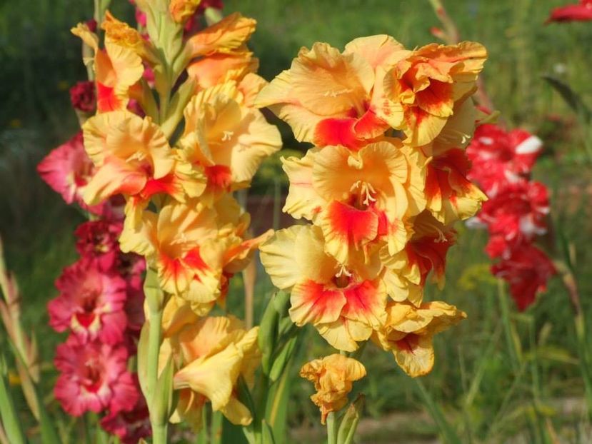 2014_gladiole_99 - 2014_08_Gladiole
