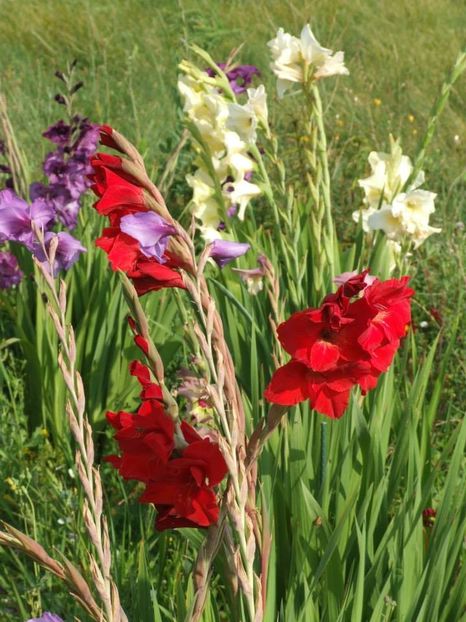 2014_gladiole_101 - 2014_08_Gladiole