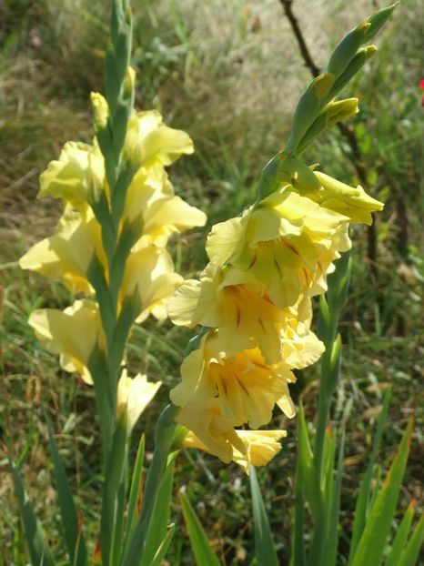 2014_gladiole_109 - 2014_08_Gladiole