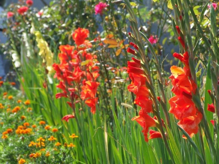 2014_gladiole_111 - 2014_08_Gladiole