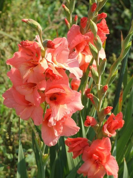 2014_gladiole_116 - 2014_08_Gladiole