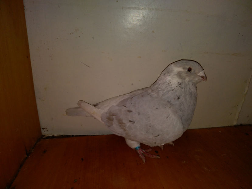 F.2016 - Porumbei  vinduti