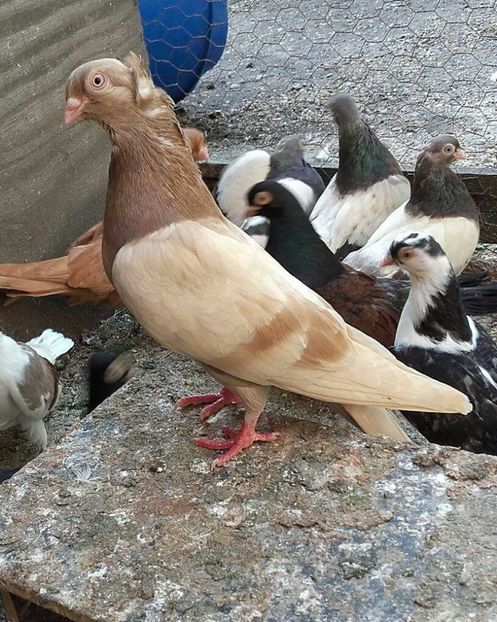 Femela - 4-Jucatori de Galati