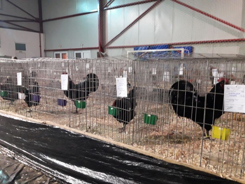 EXPO  - 2018 - EXPOZITII MARAMURES