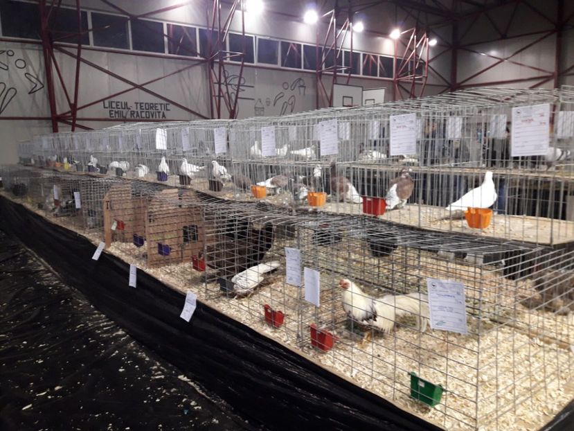 EXPO  - 2018 - EXPOZITII MARAMURES