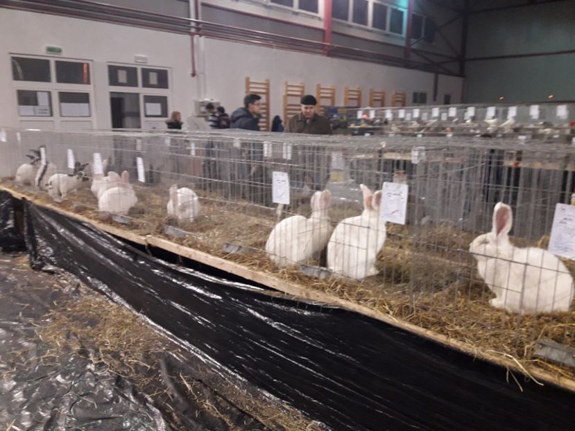 EXPO  - 2018 - EXPOZITII MARAMURES