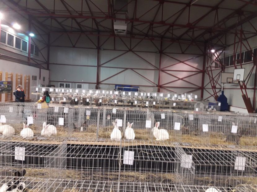 EXPO  - 2018 - EXPOZITII MARAMURES