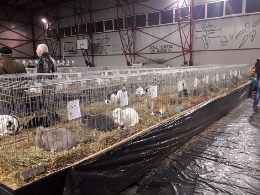 EXPO  - 2018 - EXPOZITII MARAMURES