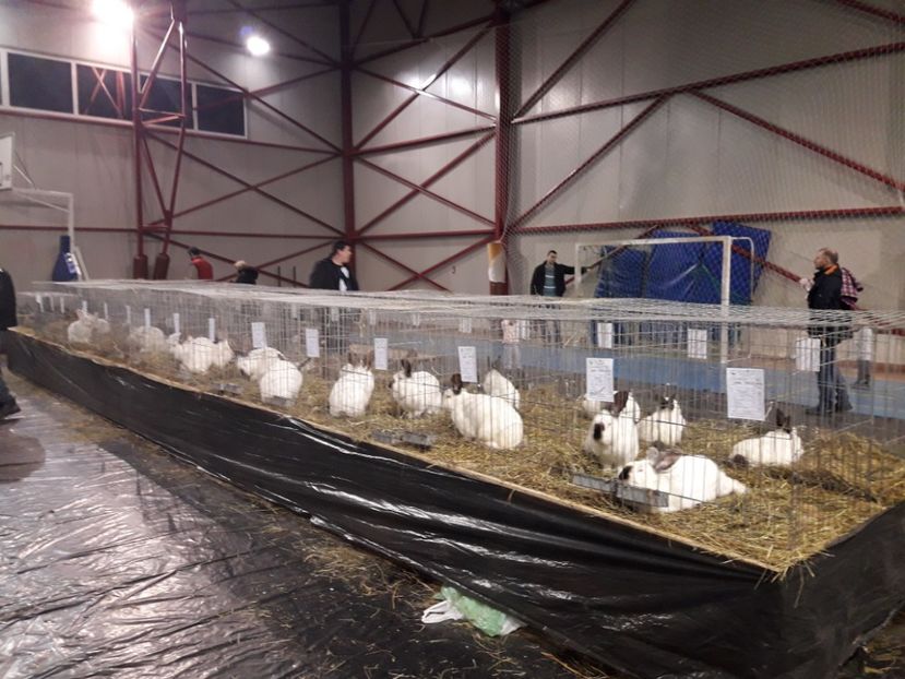 EXPO  - 2018 - EXPOZITII MARAMURES