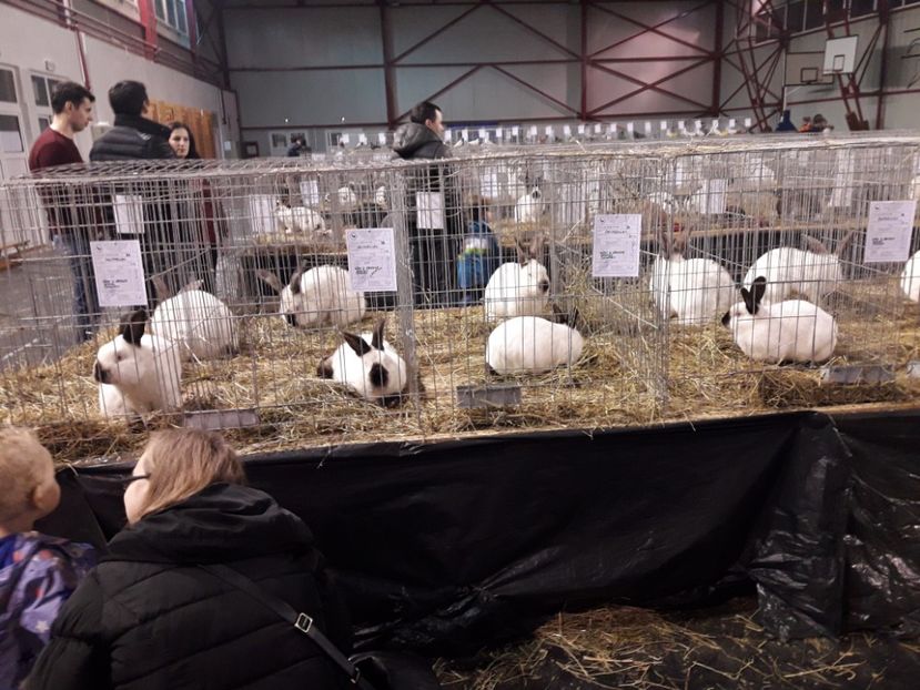 EXPO  - 2018 - EXPOZITII MARAMURES