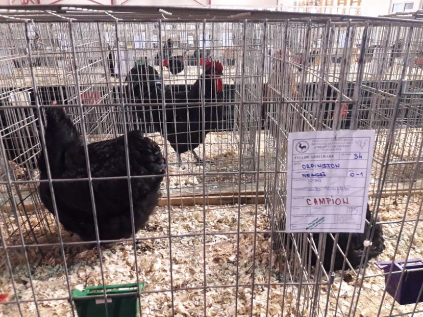 EXPO  - 2018 - EXPOZITII MARAMURES