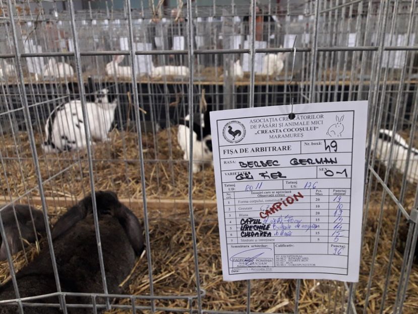  - EXPOZITII MARAMURES