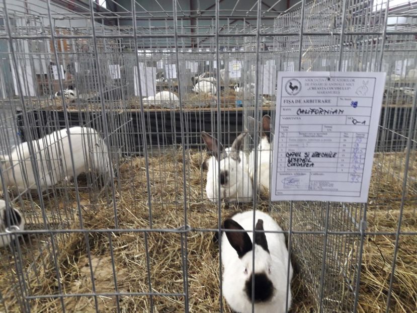  - EXPOZITII MARAMURES