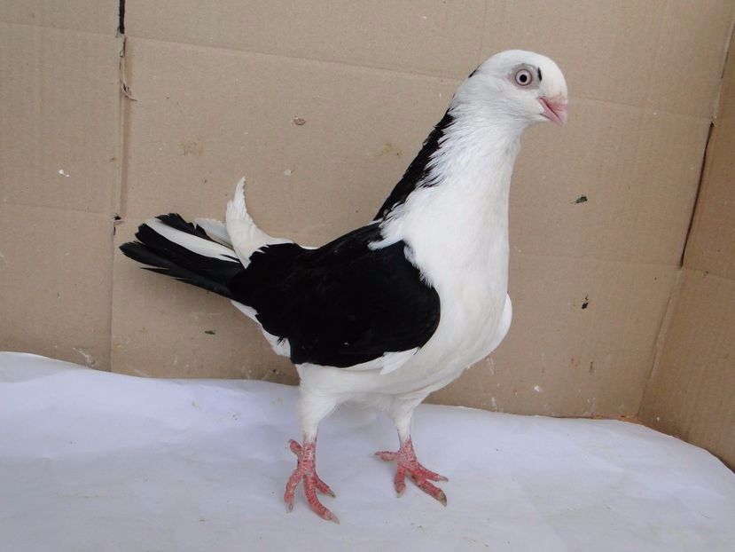 F 2017 - porumbei care mi-au apartinut