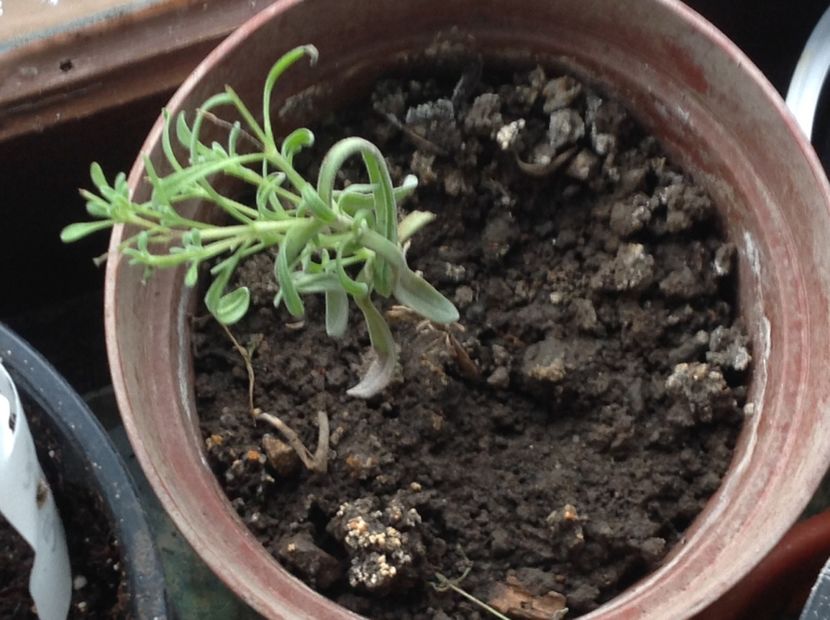 Singurul Butas de lavanda care a supraviețuit - Butasii de lavanda ciupiți