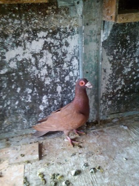  - carunculat de oradea