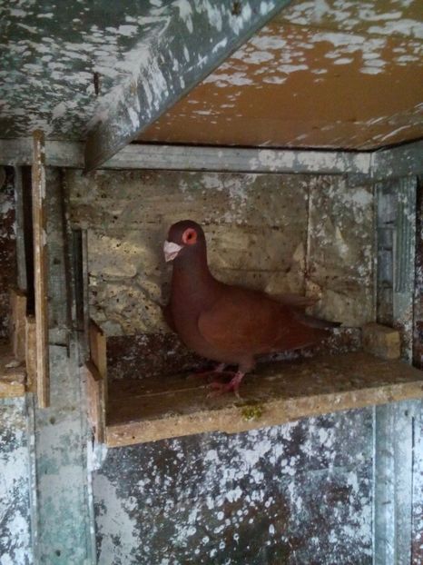  - carunculat de oradea