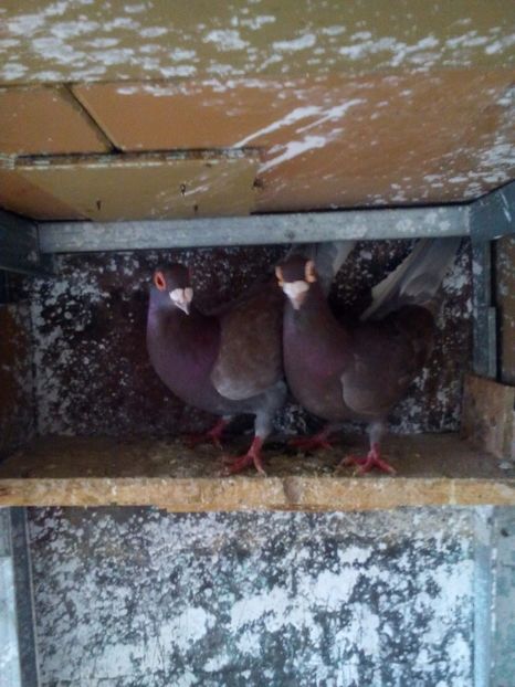  - carunculat de oradea