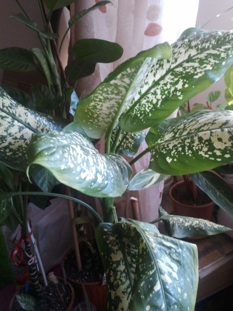  - 003-1 Dieffenbachia