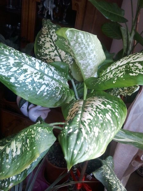  - 003-1 Dieffenbachia