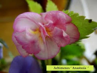 achimenes anastasia - Anastasia - Sylvia