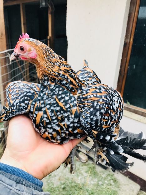 A2087630-EC33-4F4C-B744-8CAE8D013721 - Mii de flori portelan 2018