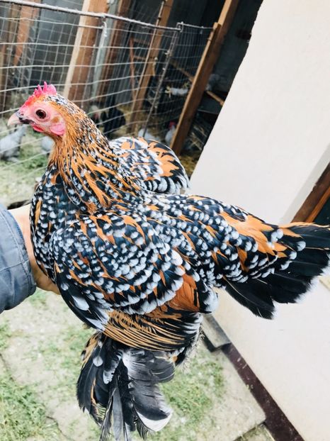 E4713653-1CAA-4056-96FB-3133A507C316 - Mii de flori portelan 2018