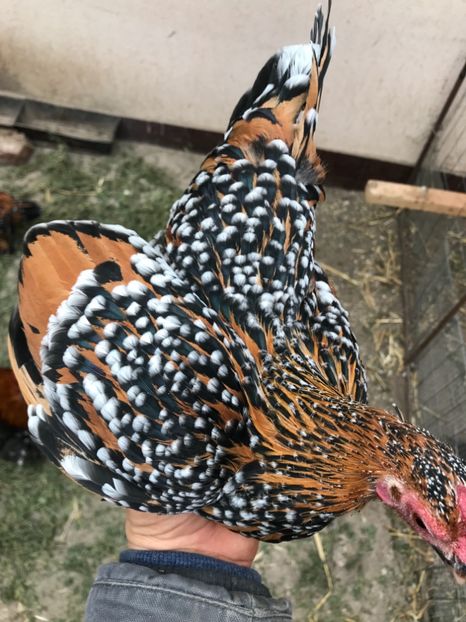 D8C20C5D-513F-4ADC-83DA-5955B9F3A0F6 - Mii de flori portelan 2018