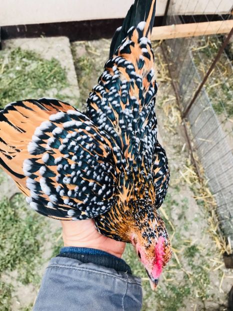 790D7362-0BDC-422E-A510-39E55F4E8564 - Mii de flori portelan 2018