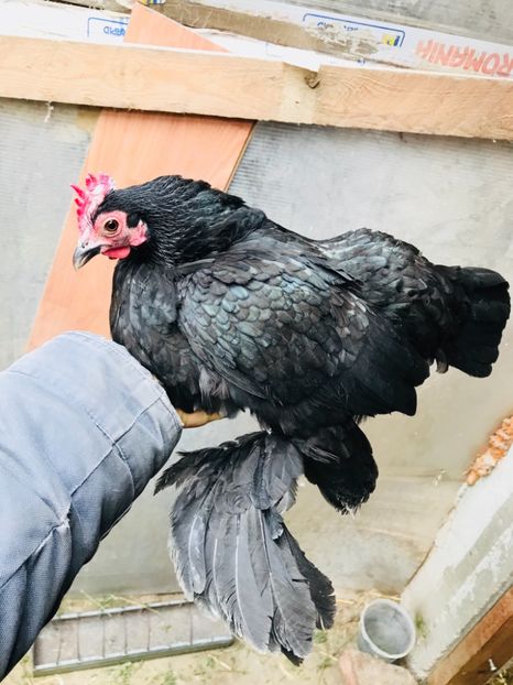 88233667-8662-4D32-AF9D-26AF9F1F6CE1 - Mii de flori negru 2018