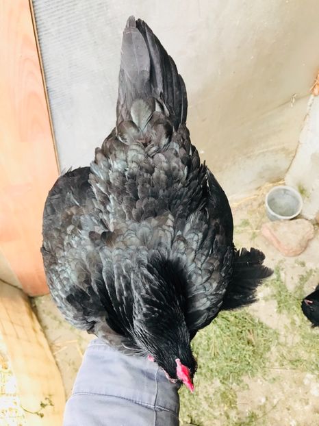 238B0246-1419-4FEB-8D87-D25449B73BD7 - Mii de flori negru 2018