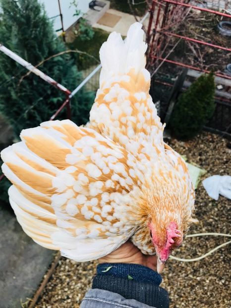 E6F76B53-C1C9-4BB2-94CE-80F12BBCA153 - Mii de flori galben alb 2018